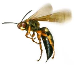 Wasp photo